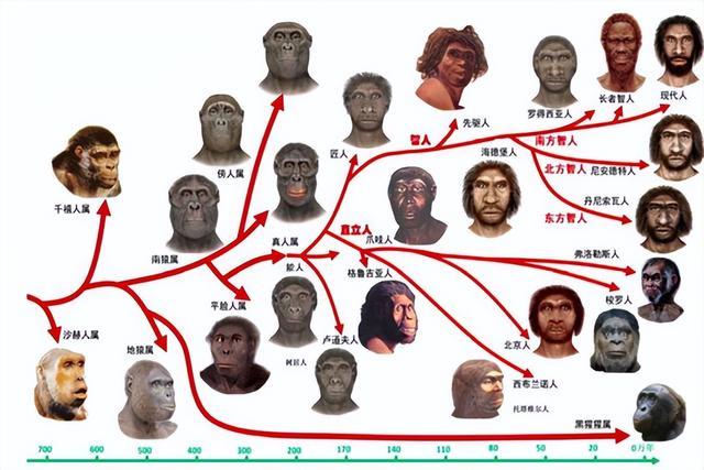 人类怎么进化而来的,人类具体的进化过程分析