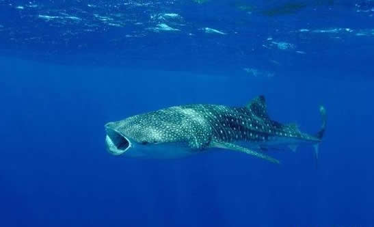 揭秘世界范围内十大被拍到的神秘生物有哪些