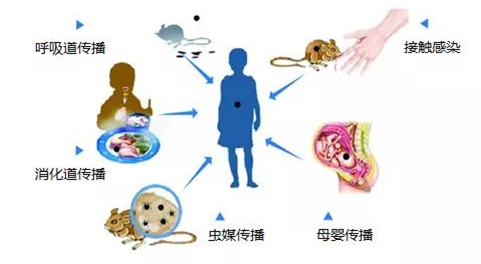 汉坦病毒早期症状似感冒，易被忽略，这种传染病一定要注意预防